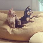 Daisy + Buddy Elliott-Bouchard - @buddyanddiggy - Instagram