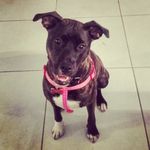 Daisy Bouchard - @daisy_the_half_staff - Instagram