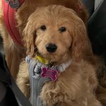 Daisy Mae Bloom Bouchard - @daisymaebloom_the_goldendoodle - Instagram