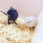 Pip and Pele 🐀🐁 - @daisy.bourne.31 - Instagram
