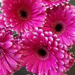 breda deane - @daisybowlflorists - Instagram