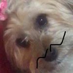 Daisy Lynn Bowden - @daisy.the.morkie400 - Instagram