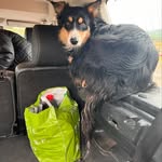 Daisybowen - @flo_and_loki - Instagram