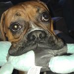 @daisy_bowling_boxer - Instagram