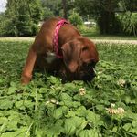 Daisy❤️🐶 - @daisy_bowling_ - Instagram