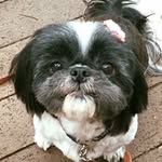 Daisy Bradshaw - @daisybradshawshihtzu - Instagram
