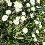 daisy bradshaw - @daisy42205 - Instagram
