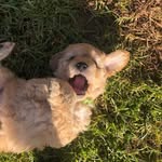 Daisy Bradshaw - @miss.daisy.mini.groodle - Instagram
