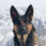Daisy Brady - @daisy_bum_the_shep - Instagram