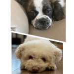 Daisy, Brady & Sky - @daisy_brady_and_sky - Instagram