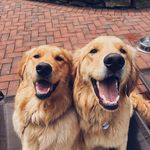 Daisy&Brady🐶😍 - @daisybrady_ofmaine - Instagram