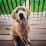daisybrancheau - @dollopofdaisyb - Instagram