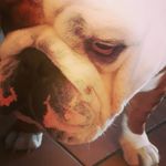 Whiskee and Daisy (Brandon) - @whiskee_thebulldog - Instagram