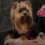 Йоркширский терьер Дейзи👑 - @daisy_braun_dog - Instagram