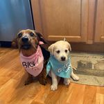 Daisy Mae & Nala Rose - @daisy_nala.braun - Instagram