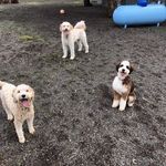 Kara & Russ Braun - @daisydogbraun - Instagram