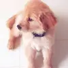 Daisy Brewer - @asmr.daisyy - TikTok