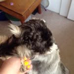 Daisy Brewer - @daisyboobear12 - Instagram