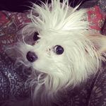 Daisy Mae Ruffensnort-Briscoe - @dizzydaisydoodlebug - Instagram