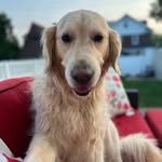 Daisy Britt - @disney_daisythegolden - Instagram