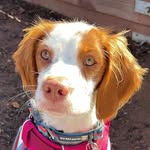 Daisy The Brittany - @daisythebrittany._ - Instagram