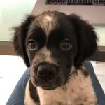 Daisy the Brittany - @daisy_thebrittany - Instagram