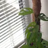 daisy - @daisy.g.britton - TikTok