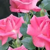 DaisyBrooks - @o70eebbm7q2 - TikTok