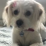 Daisy Browne - @dazzo_the_diva - Instagram