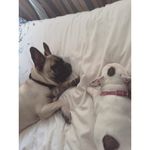 Bruce & Daisy 🐾🇬🇧 - @bruceanddaisythefrenchies - Instagram