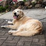 Daisy and Bruce - @daisyandbruceofficial - Instagram