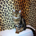 Daisy, Bruce and Twiggy - @bengal_crazycats - Instagram