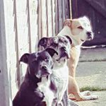 dinlo_daisy_bruce - @dinlo_daisy_bruce - Instagram