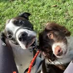 Daisy & Bruno - @bruno_and_daisy_dogs - Instagram