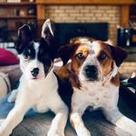 Daisy & Bruno - @daisydukeandbrunoboy - Instagram