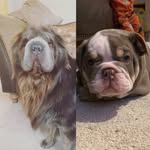 Daisy & Bruno - @adventures_of_daisy_and_bruno - Instagram