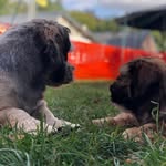 Daisy & bruno - @daisy_bruno_ - Instagram