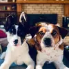 Daisy & Bruno - @daisydukeandbrunoboy - TikTok