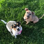 Daisy and Bruno - @daisy.bruno.mal - Instagram