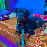 Daisy Bruno - @bruno_chaware - Instagram
