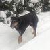 Daisy, Diesel &amp; Bruno - Facebook