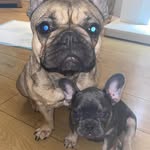Daisy Doo & Bruno nuno 🐶 - @daisy_bruno_frenchies_91 - Instagram