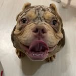 Daisy&Bruno American Bully - @daisybrunoamericanbully - Instagram