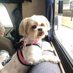 @daisybrunoshihpoo - Instagram