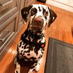 Daisy Buchanan - @daisybuchs - Instagram