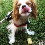 Daisy Buchanan - @the.daisy.dog - Instagram