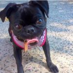 Daisy Buchanan ThePug - @daisybuchananthepug - Instagram