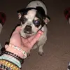 daisy🫶🏼 - @daisybuchanan08 - TikTok