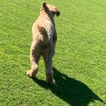 DAISY 🐶🐶 - @daisy__buckley - Instagram