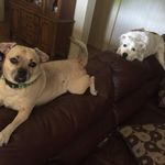 Daisy and Buckley - @daisyandbuckley - Instagram